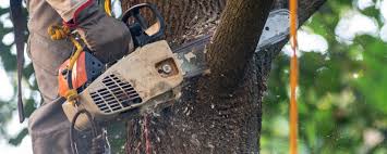 Tree and Shrub Care in Willoughby, OH