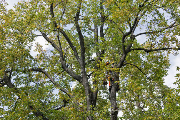 How Our Tree Care Process Works  in  Willoughby, OH